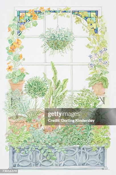 illustration showing a window herb garden - chiave stock illustrations