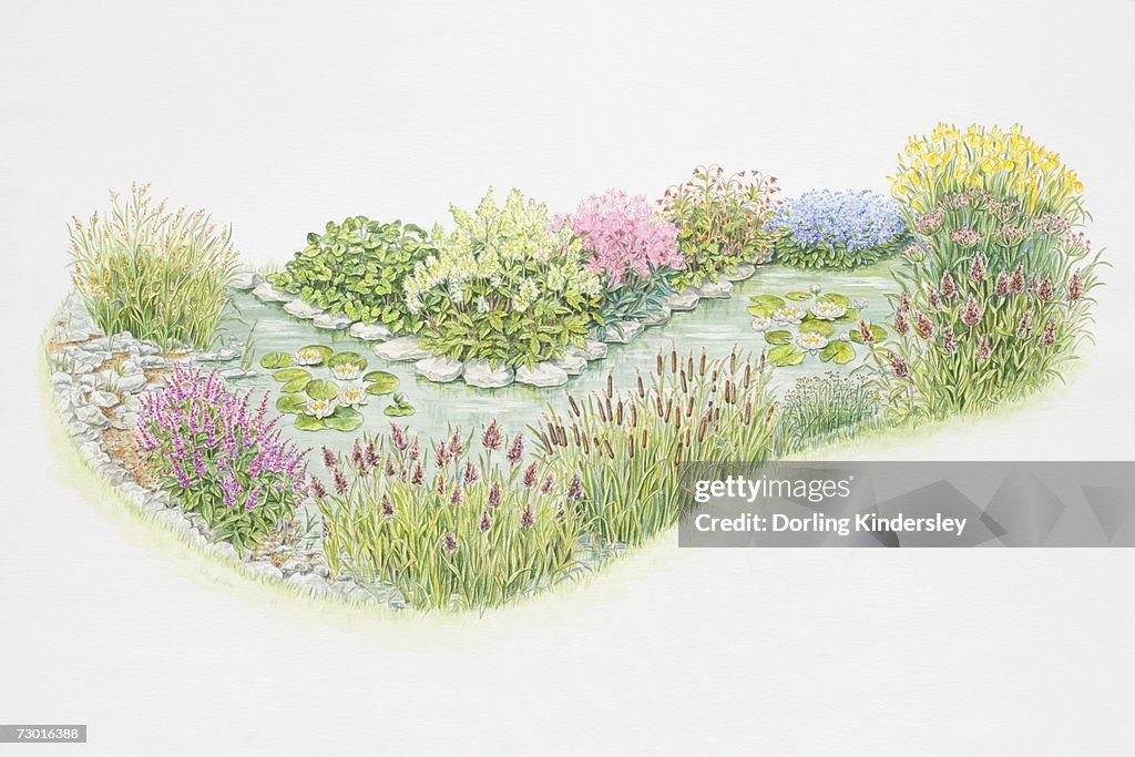 Poolside plants