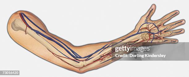 diagram showing bones, veins and arteries in a human arm and hand. - blood flow stock illustrations