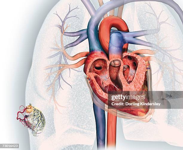 ilustrações de stock, clip art, desenhos animados e ícones de cross section of human heart and, bottom left, coronary system with aorta, coronary arteries, coronary vein and blood vessels. - pericárdio
