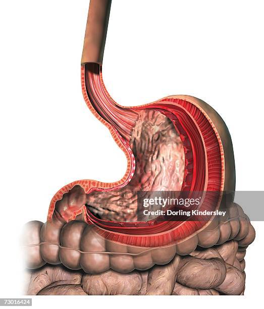 stockillustraties, clipart, cartoons en iconen met cross section of human stomach. - menselijke twaalfvingerige darm