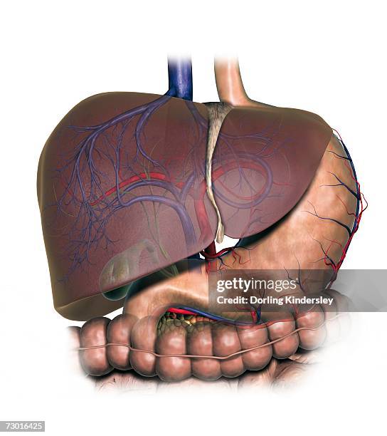 diagram showing human liver, stomach, gallbladder and pancreas. - digestive system model stock illustrations