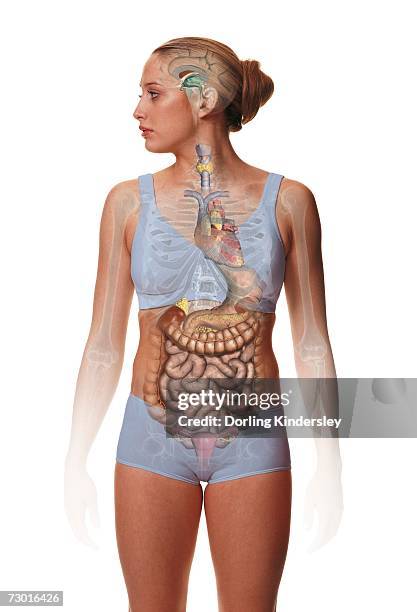 woman standing, body facing forward head turned to one side, illustration overlay showing skeleton and inner organs. - head forward white background stock pictures, royalty-free photos & images