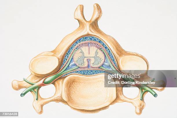 anterior cross section of spinal column revealing how vertebra fits round spinal cord. - spinal cord cross section stock illustrations