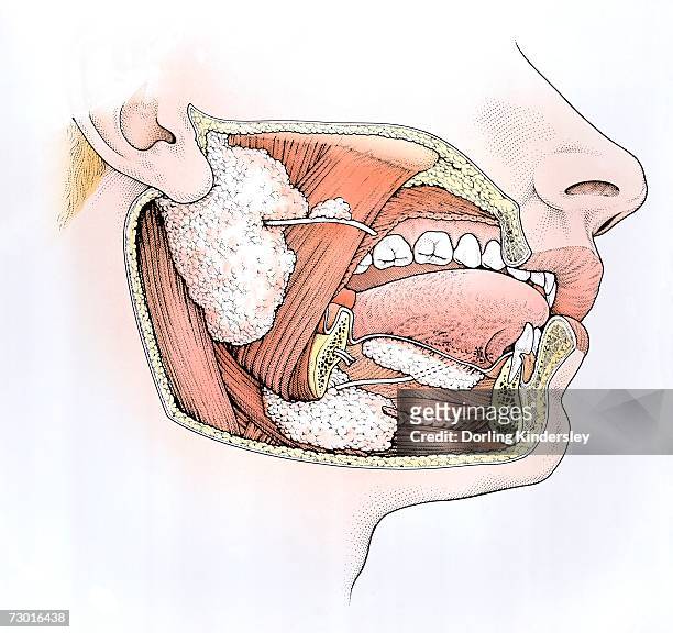 stockillustraties, clipart, cartoons en iconen met diagram showing inside of mouth and salivary glands. - human gland