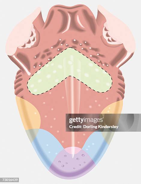 taste map of a human tongue, light green area sensitive to bitter taste, yellow areas sensitive to sour taste, blue areas sensitive to salt taste, purple area sensitive to sweet taste. - human tongue stock illustrations