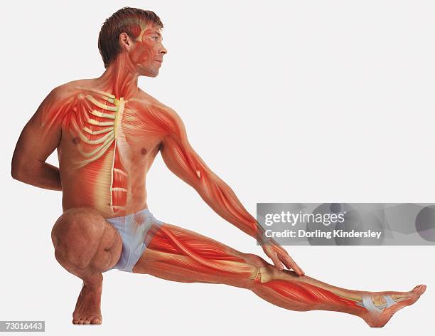 man balancing on one foot, kneeling, other foot stretched out, hand behind back, other hand touching outstretched leg, illustration of his muscles and skeleton overlaid on body. - hand on knee ストックフォトと画像