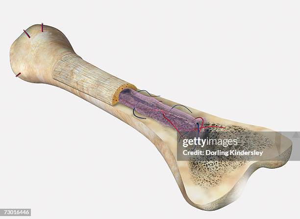 human bone, cross section diagram of femur showing osteon, veins, marrow. - bone marrow stock illustrations