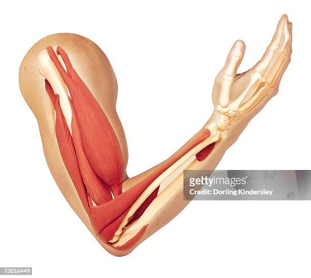 human arm showing structure of muscles, triceps relaxed and stretched, bicep fully contracted to bend arm. - muscular contraction stock illustrations