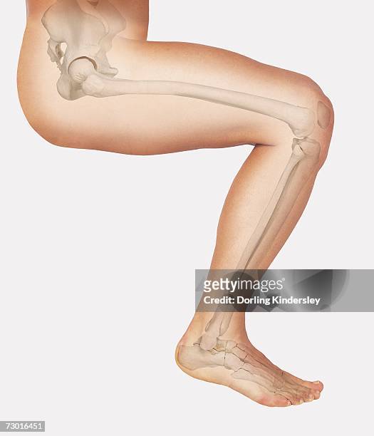 diagram showing bones inside human leg, seated position. - human knee stock illustrations