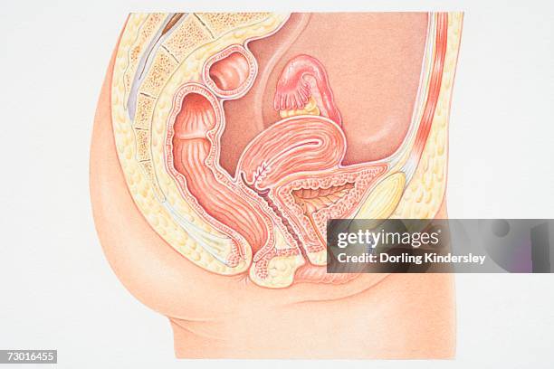 bildbanksillustrationer, clip art samt tecknat material och ikoner med cross section of female urinary system. - äggledare