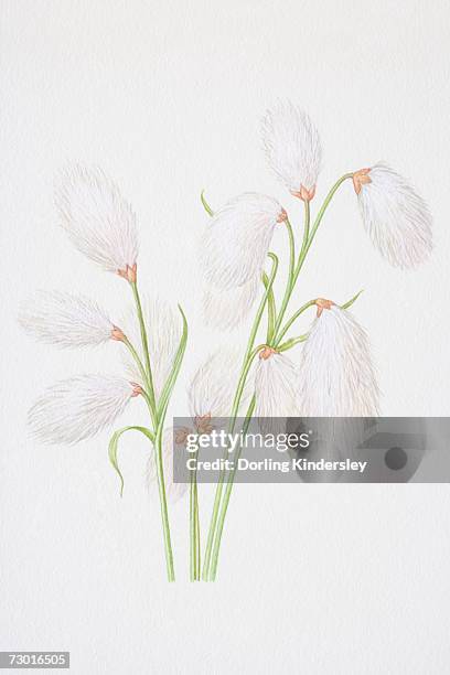 illustration, cottongrass (eriophorum angustifolium), with cotton-like flowerheads hanging from top. - wollgras stock-grafiken, -clipart, -cartoons und -symbole