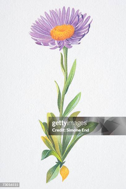 ilustraciones, imágenes clip art, dibujos animados e iconos de stock de artwork of flowering perennial in summer, bearing upright flowering stem with a daisy or composite flowerhead. the ray florets are violet-blue and the disc florets are gold. also showing spoon-shaped or oblanceolate leaves or foliage. - familia de la margarita