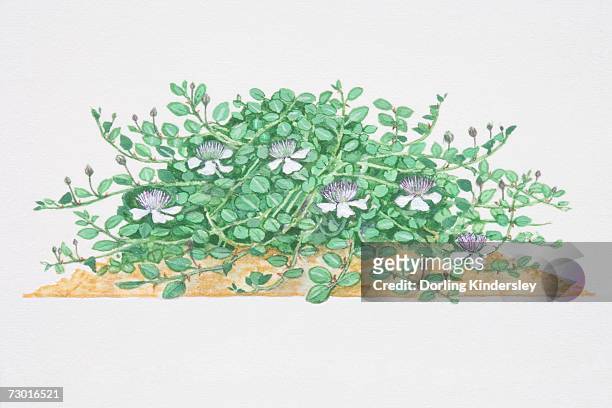 capparis spinosa, caper, low sprawling shrub, flowers with white petals and long purple stamens. - caper stock illustrations