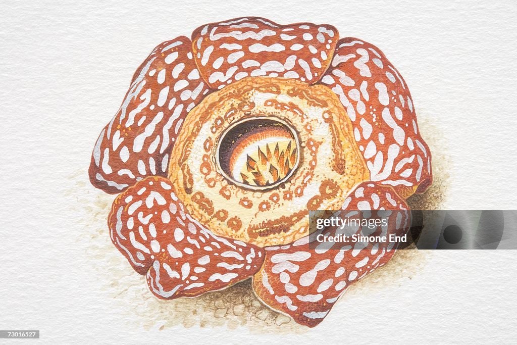 Cytinus, Giant Rafflesia, large red flower with white spots.
