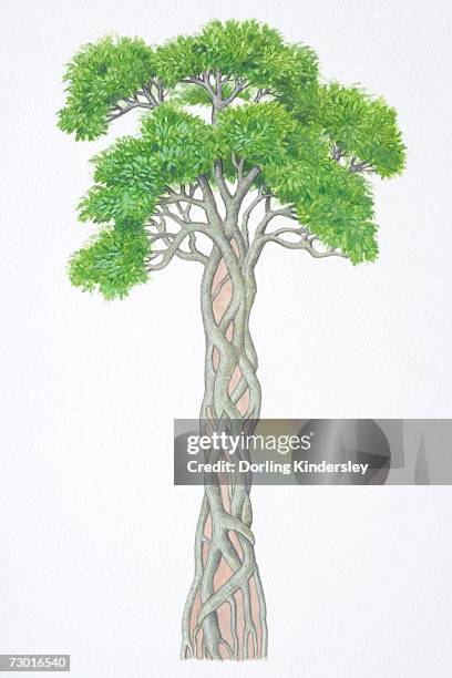ficus sp., strangler fig, wrapped around trunk of host tree. - trees intertwined stock illustrations