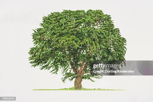 morus alba, white mulberry, leafy tree with a short thick trunk. - serrated leaf stock illustrations