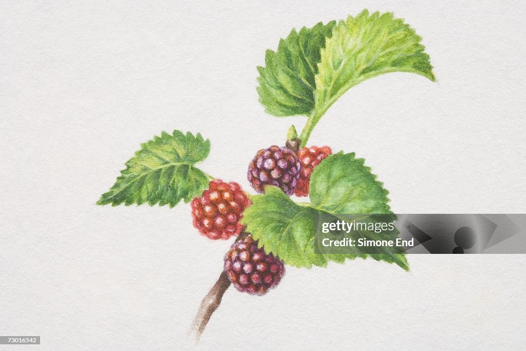 Morus nigra, Mulberries, on a branch.