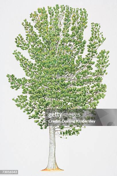 pinus albicaulis, whitebark pine, with grey white bark and leafy foliage. - pinus albicaulis stock illustrations
