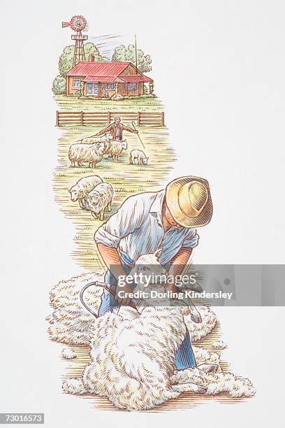 man shearing wool off sheep, farmhouse and shepherd tending animals in background. - herd stock illustrations