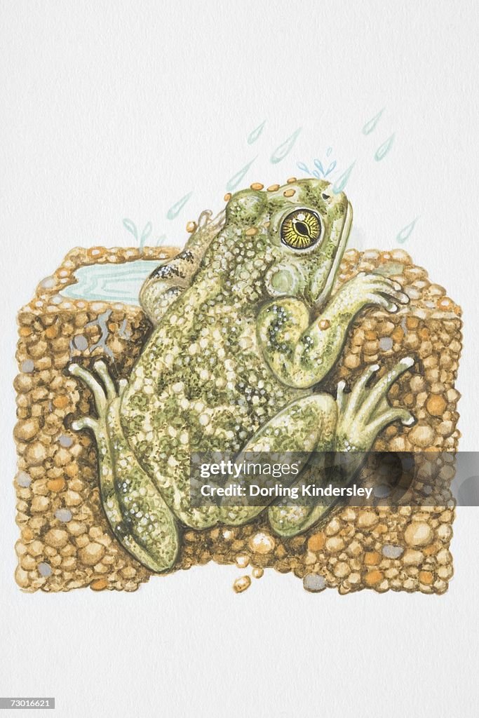 Illustration, American Spadefoot Toad (Scaphiopus sp.) peeking out from burrow in the rain, rear view.