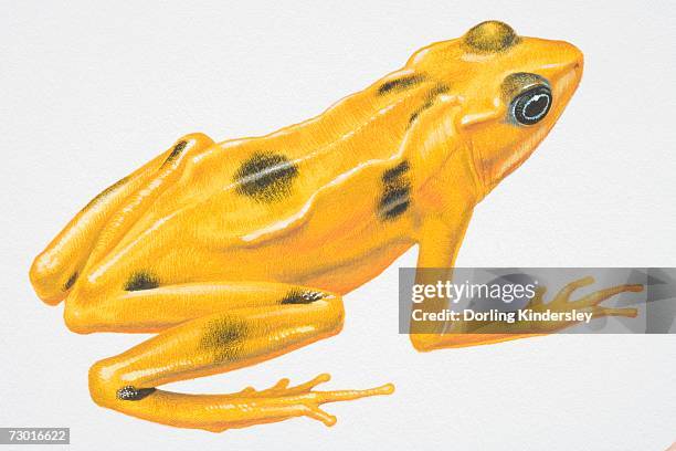 illustration, poison-dart frog (dendrobatidae), yellow with black spots, side view. - poison dart frog white background stock illustrations