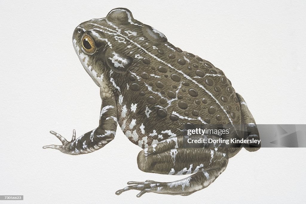 Illustration, Natterjack Toad (Bufo calamita), grey-green with white speckles, side view.