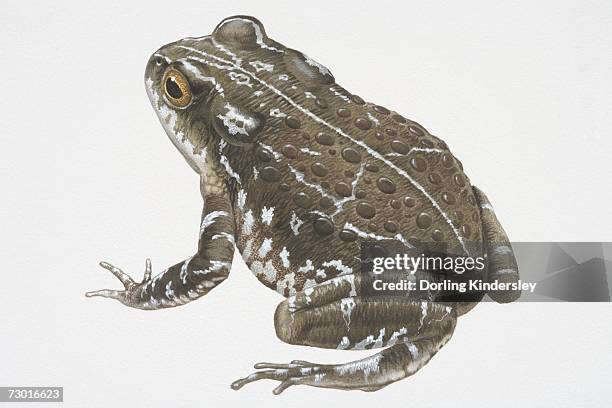 illustration, natterjack toad (bufo calamita), grey-green with white speckles, side view. - calamita stock illustrations