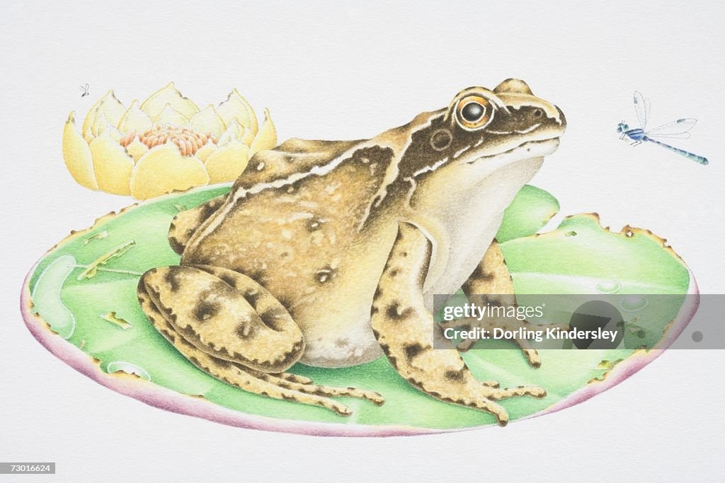 Illustration, Common Frog (Anura) perched on water lily leaf stalking Dragonfly (Odonata), side view.