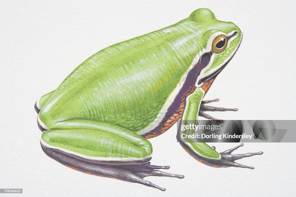 Illustration, Green Treefrog (Hyla cinera), side view.