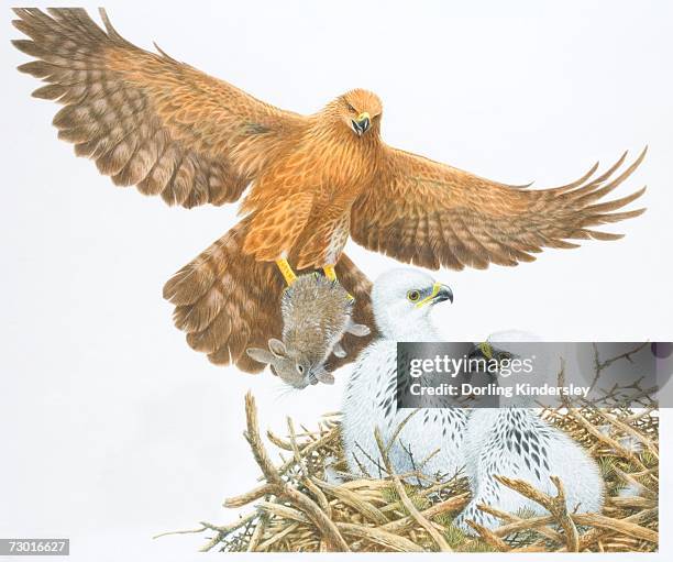 illustration, golden eagle (aquila chrysaetos) with rabbit clutched in its talons gliding down towards white chicks sitting in nest. - landing touching down stock illustrations