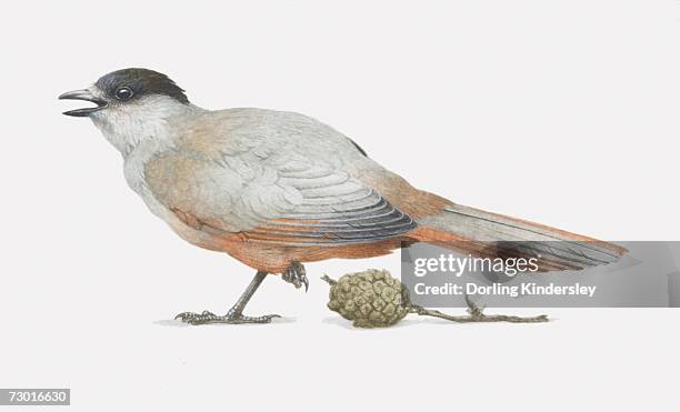 illustration, siberian jay (perisoreus infaustus) standing on one leg, side view. - baumbewohnendes tier stock-grafiken, -clipart, -cartoons und -symbole