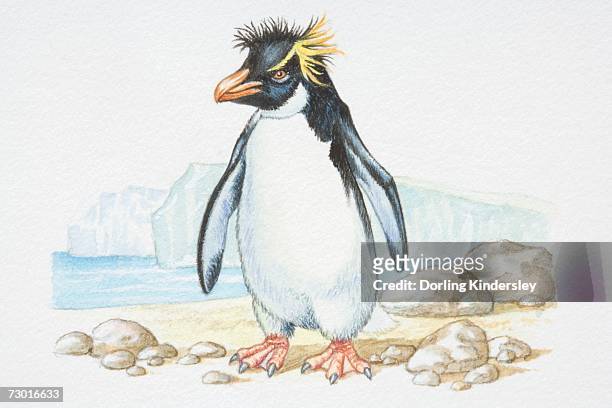 illustration, standing rockhopper penguin (eudyptes chrysocome), side view. - webbed foot stock-grafiken, -clipart, -cartoons und -symbole