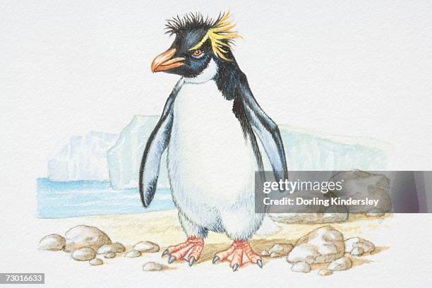 43点のイワトビペンギンイラスト素材 Getty Images 43点のイワトビペンギンイラスト素材 Getty Images