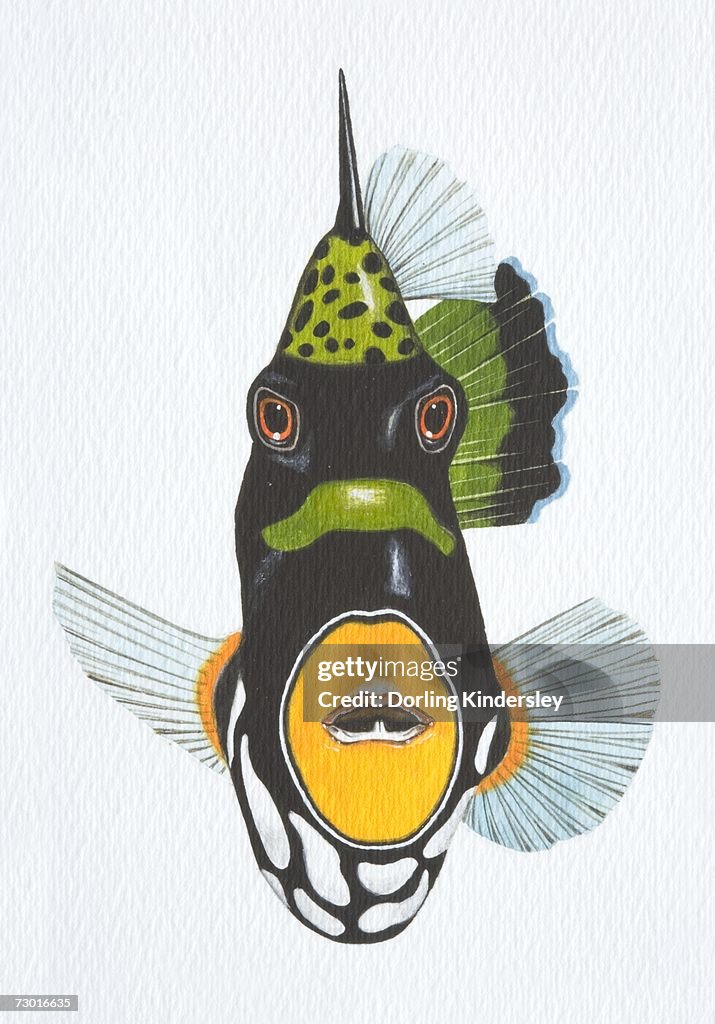 Illustration, Clown Triggerfish (balistoides conspicillum), front view.