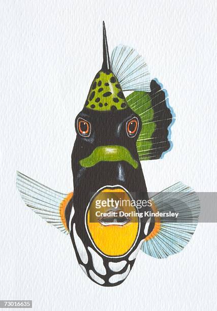 illustration, clown triggerfish (balistoides conspicillum), front view. - clown triggerfish stock illustrations