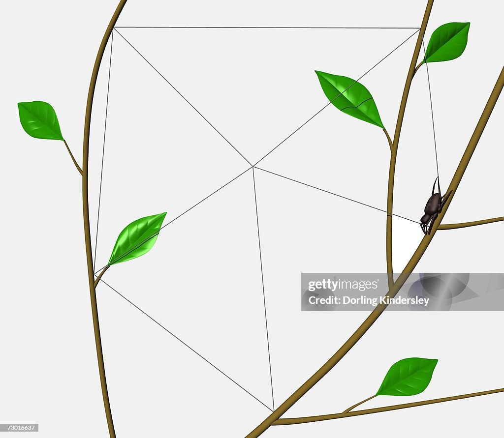 Orb Web Spider (Araneidae) weaving outer frame of web between tree branches.