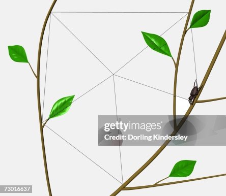 Orb Web Spider (Araneidae) weaving outer frame of web between tree branches. Orb Web Spider (Araneidae) weaving outer frame of web between tree branches.