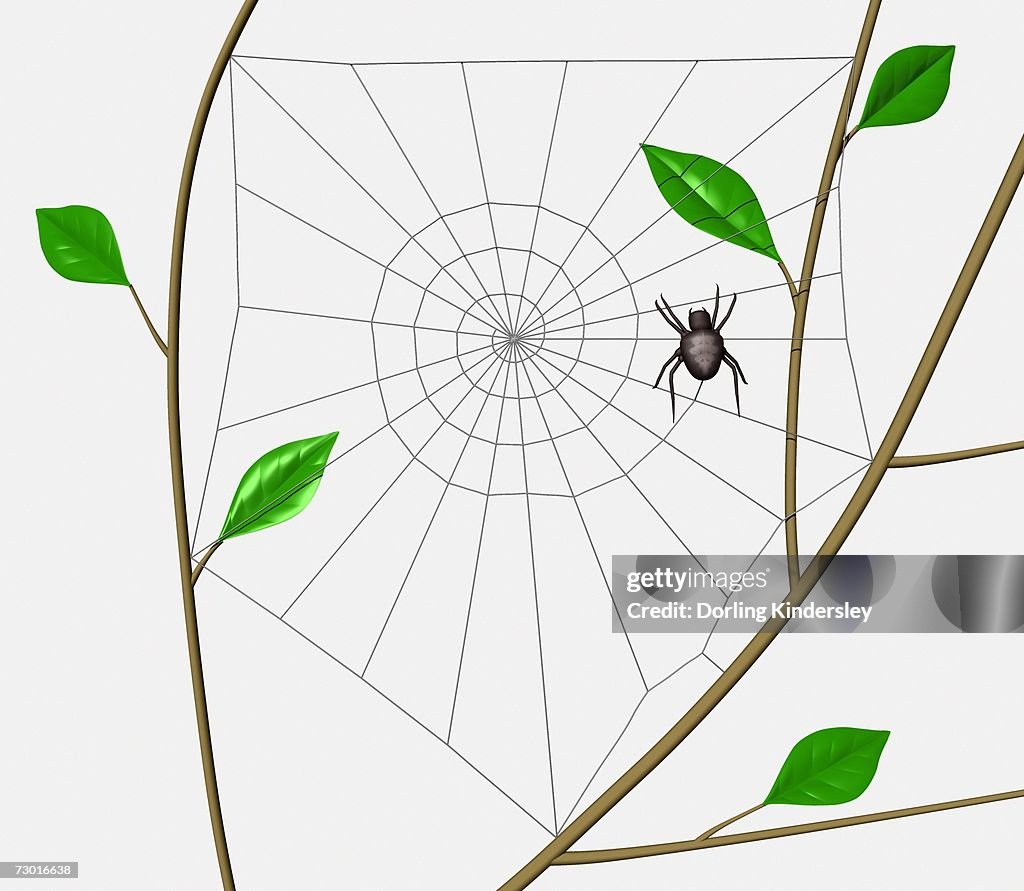 Orb Web Spider (Araneidae) weaving spiral through web frame erected between tree branches.