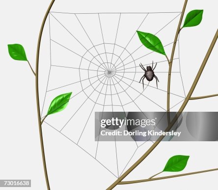 Orb Web Spider (Araneidae) weaving spiral through web frame erected between tree branches. Orb Web Spider (Araneidae) weaving spiral through web frame erected between tree branches.