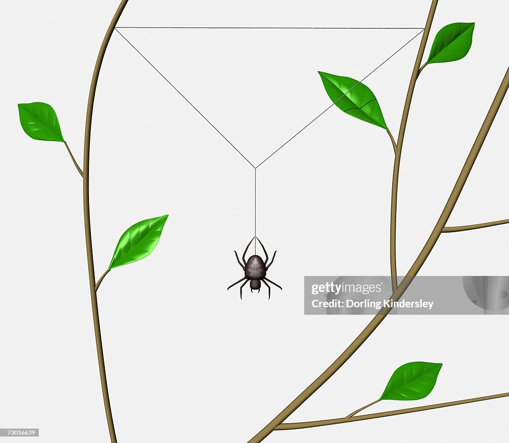 Orb Web Spider (Araneidae) beginning to weave web frame between tree branches.
