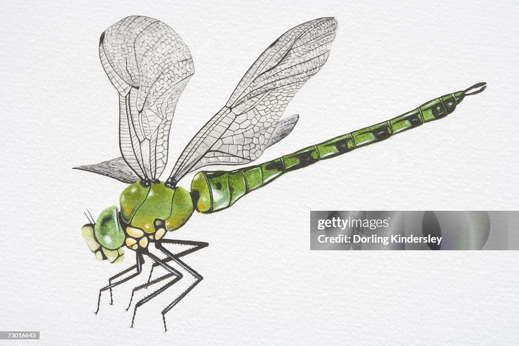 Illustration, Southern Hawker Dragonfly (aeshna cyanea), side view.