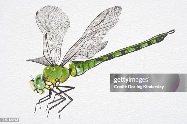 illustration, southern hawker dragonfly (aeshna cyanea), side view. - southern hawker dragonfly stock illustrations