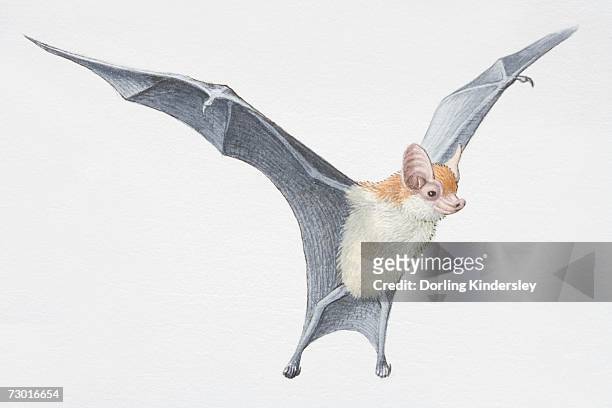 ilustraciones, imágenes clip art, dibujos animados e iconos de stock de illustration, kitti's hog-nosed bat (craseonycteris thonglongyai) with wings outspread, side view. - vista ascendente