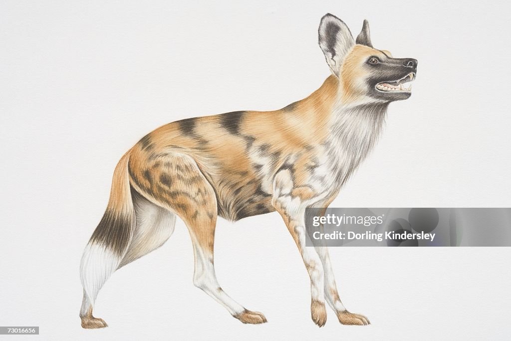 Illustration, African Wild Dog (lycaon pictus), side view.