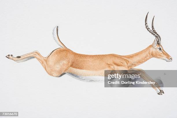 illustration, leaping springbok (antidorcas marsupialis), side view. - springbok stock illustrations