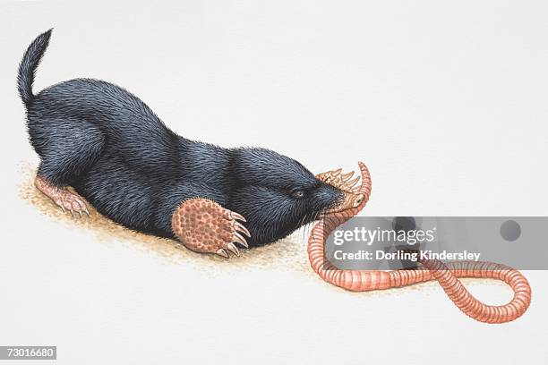 illustration, crouching european mole (talpidae) catching earthworm in its mouth, side view. - talpa europaea stock illustrations