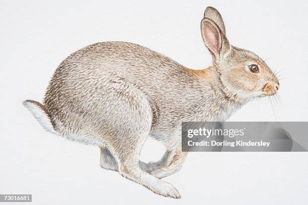 Side View Rabbit Pattern 166 Rabbit Side View High Res Illustrations - Getty Images