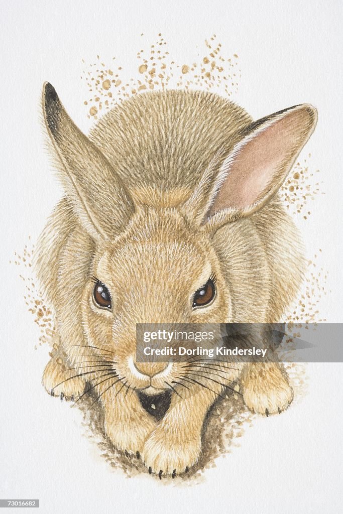 Illustration, European Rabbit (Oryctolagus cuniculus) digging, elevated view.