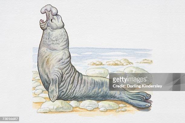 ilustrações de stock, clip art, desenhos animados e ícones de illustration, male southern elephant seal (mirounga leonina) on rocky coast, raising its head and calling, side view. - territorial animal